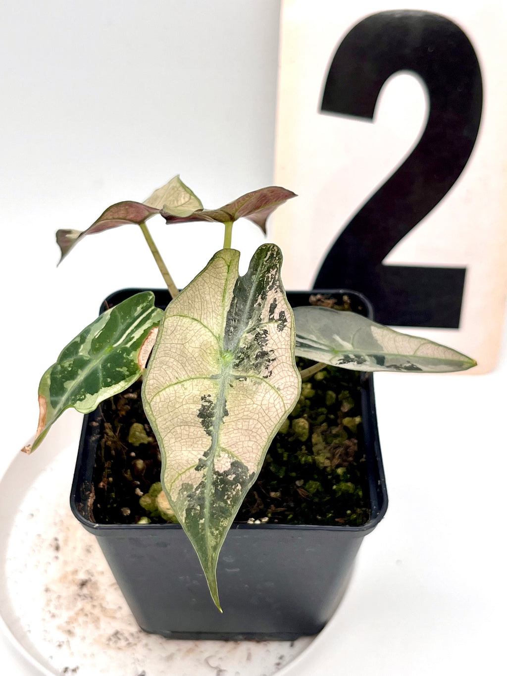 Alocasia Polly Variegata