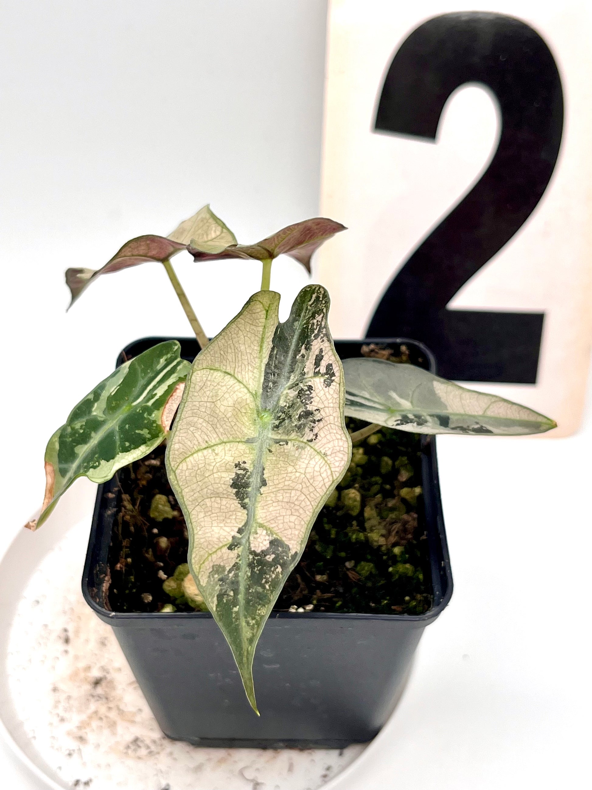 Alocasia Polly Variegata