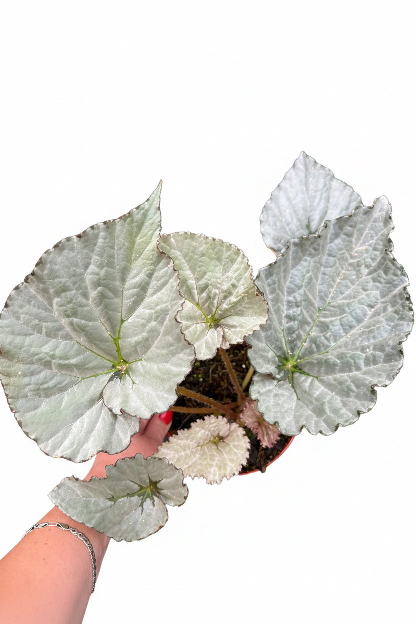 Gefüllte Begonie Grey Earl von Exotic-Flowers mit silbergrauen Blättern und zarten Blüten, Topfpflanze für Innen- und Außenbereich.