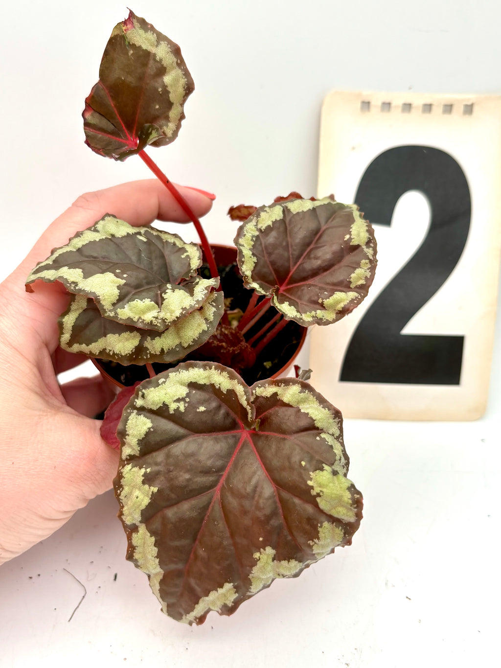 Bengonia Ignita von Exotic-Flowers mit leuchtenden roten Blättern und grüner Blattstruktur, detailreiche Nahaufnahme