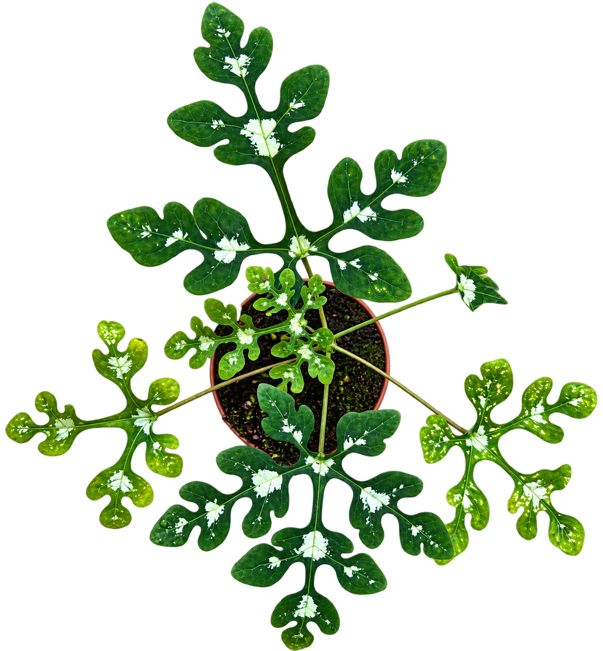 Adenia Perrieri