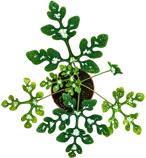 Adenia Perrieri