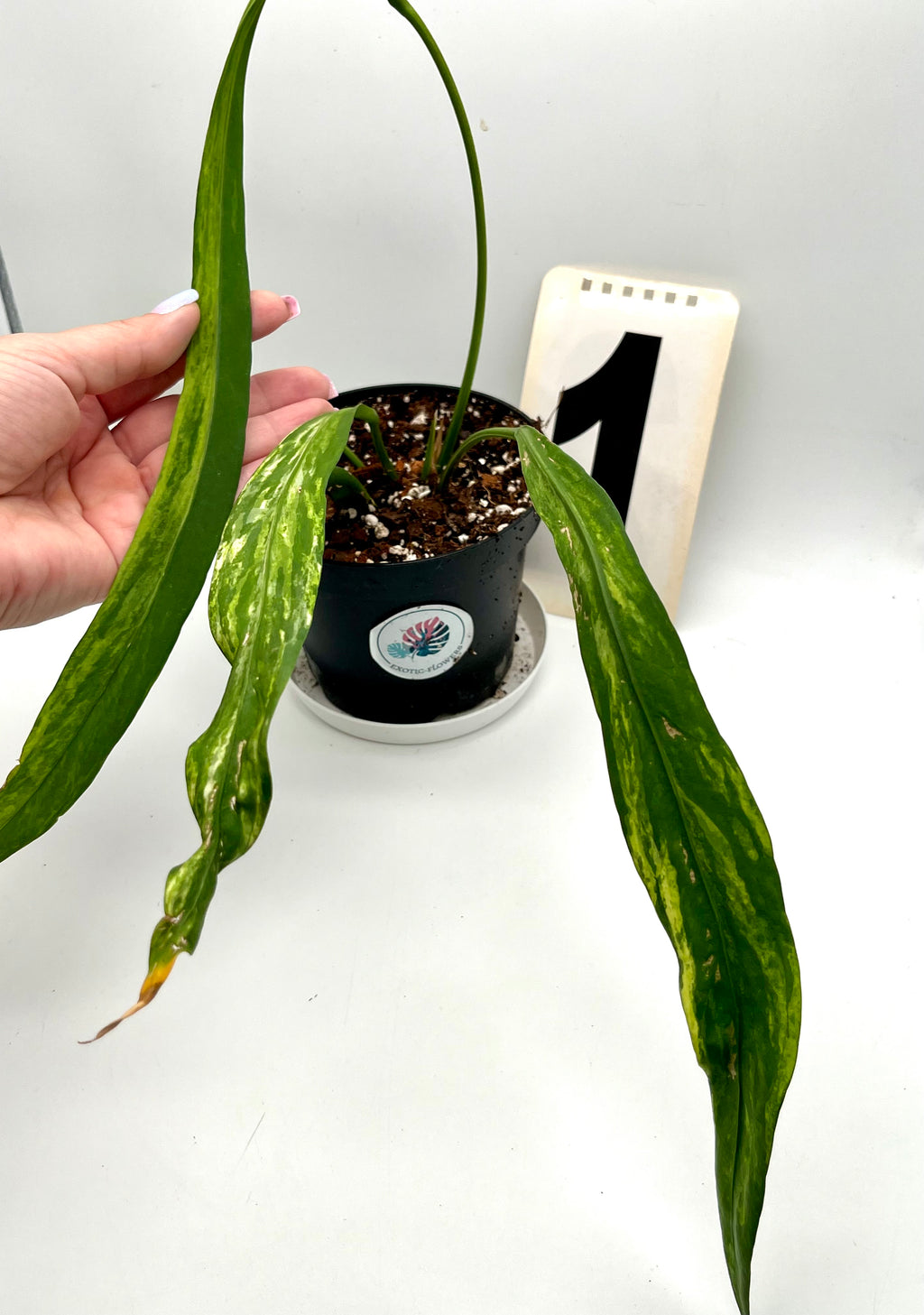 Anthurium Vittarifolium Variegata