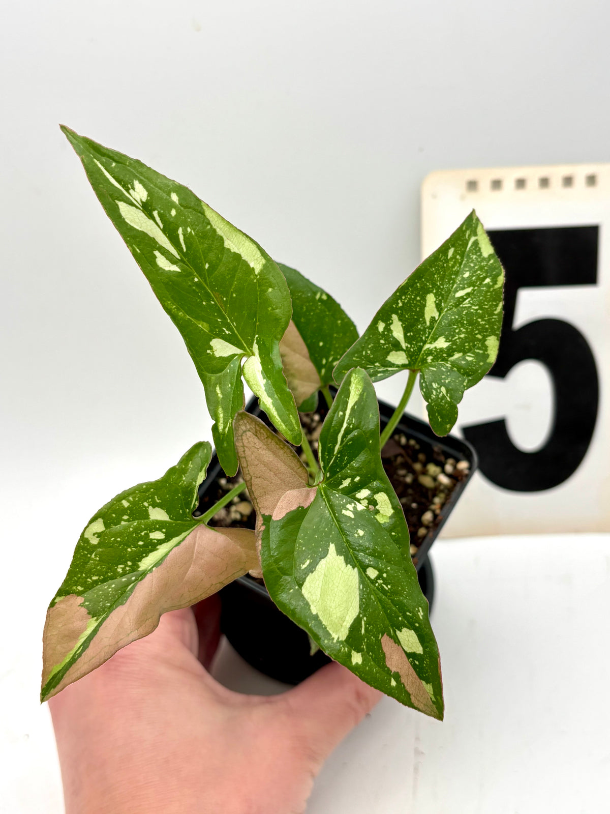 Syngonium Red Spot Tricolor Pflanze mit grünen, roten und weißen Blättern, exotische Zimmerpflanze von Exotic-Flowers