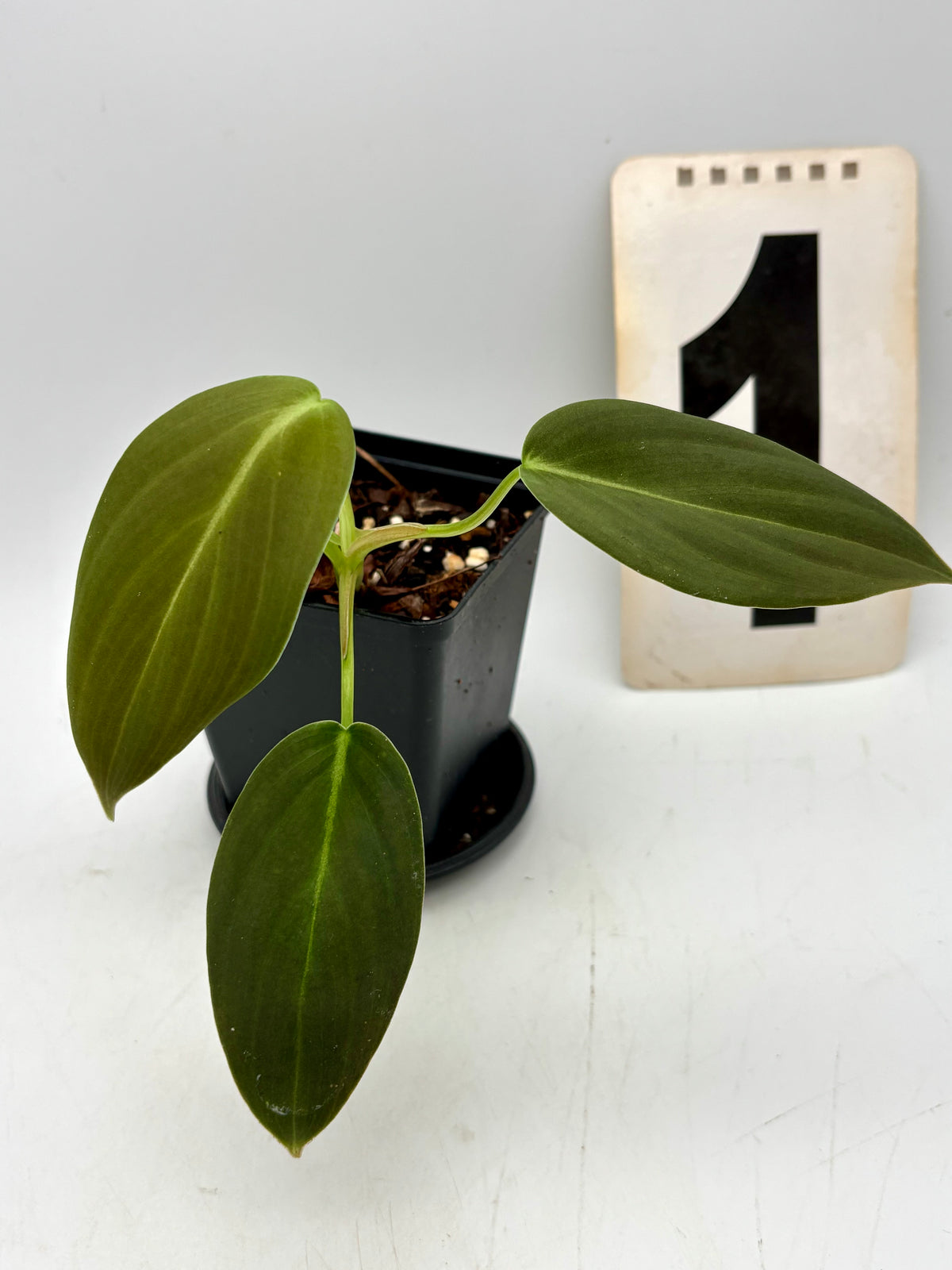 Großer Philodendron Gigas von Exotic-Flowers mit grünen, glänzenden Blättern in Top-Ansicht