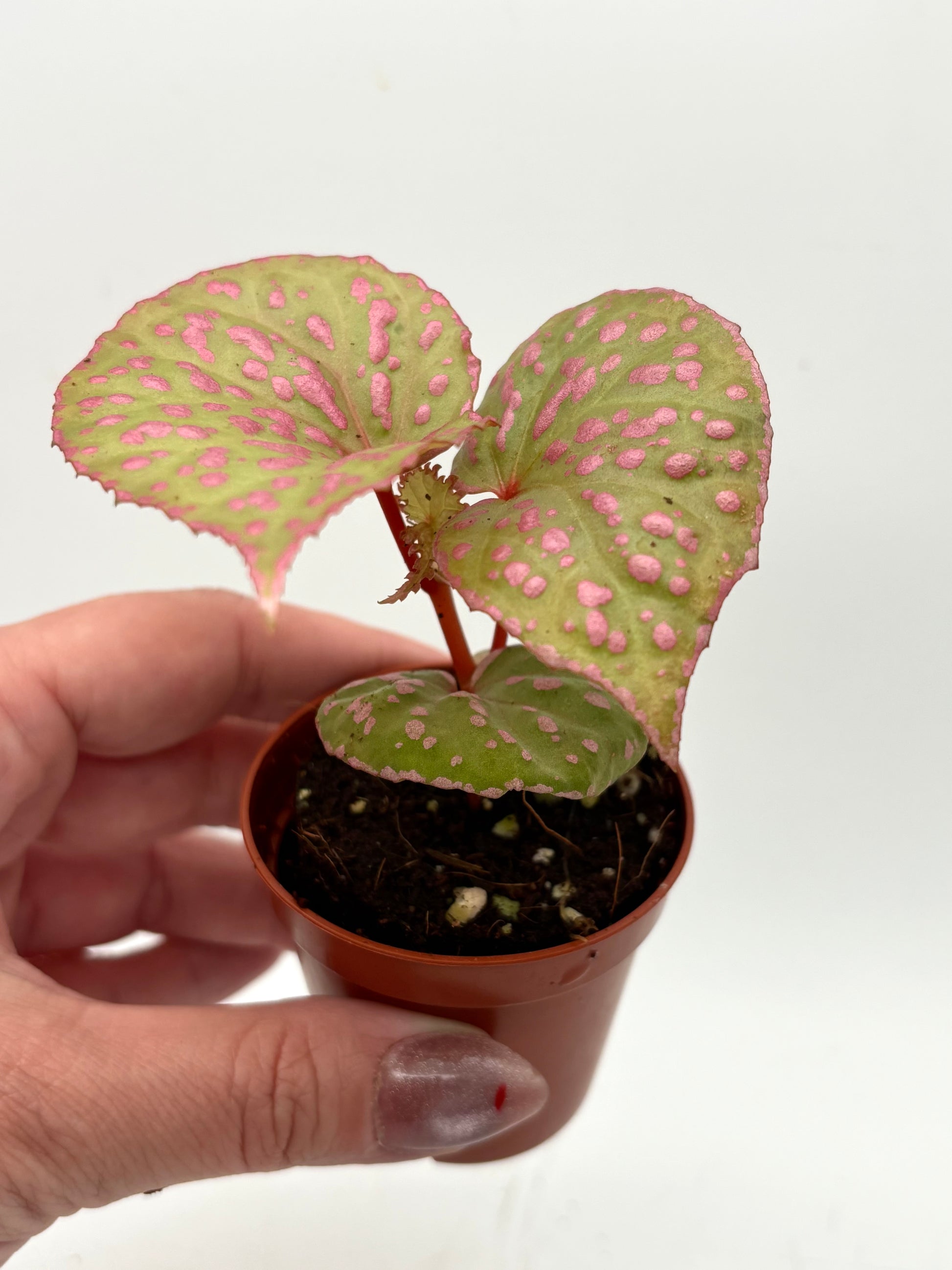 Begonia sp. Muara Wahau von Exotic-Flowers mit grünen Blättern und bunten Blüten, detailreiche Nahaufnahme