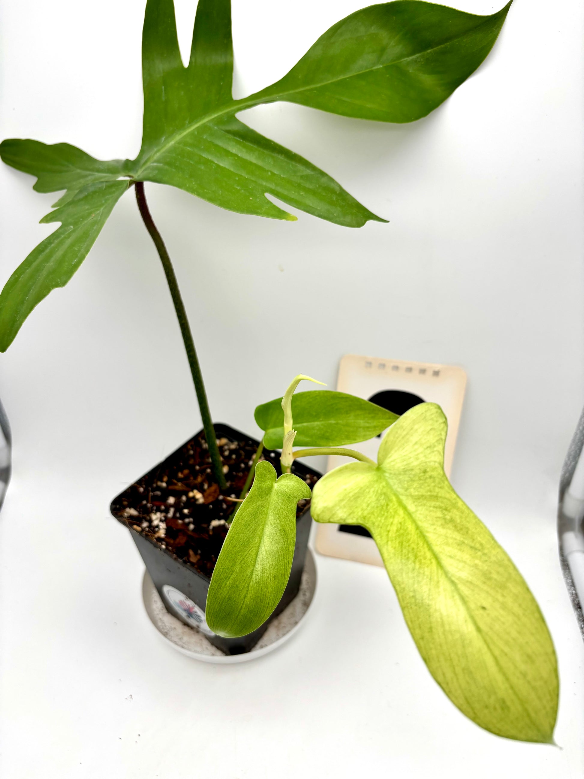 Philodendron Florida Ghost