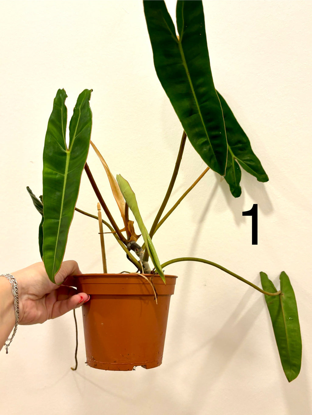 Philodendron Billietiae