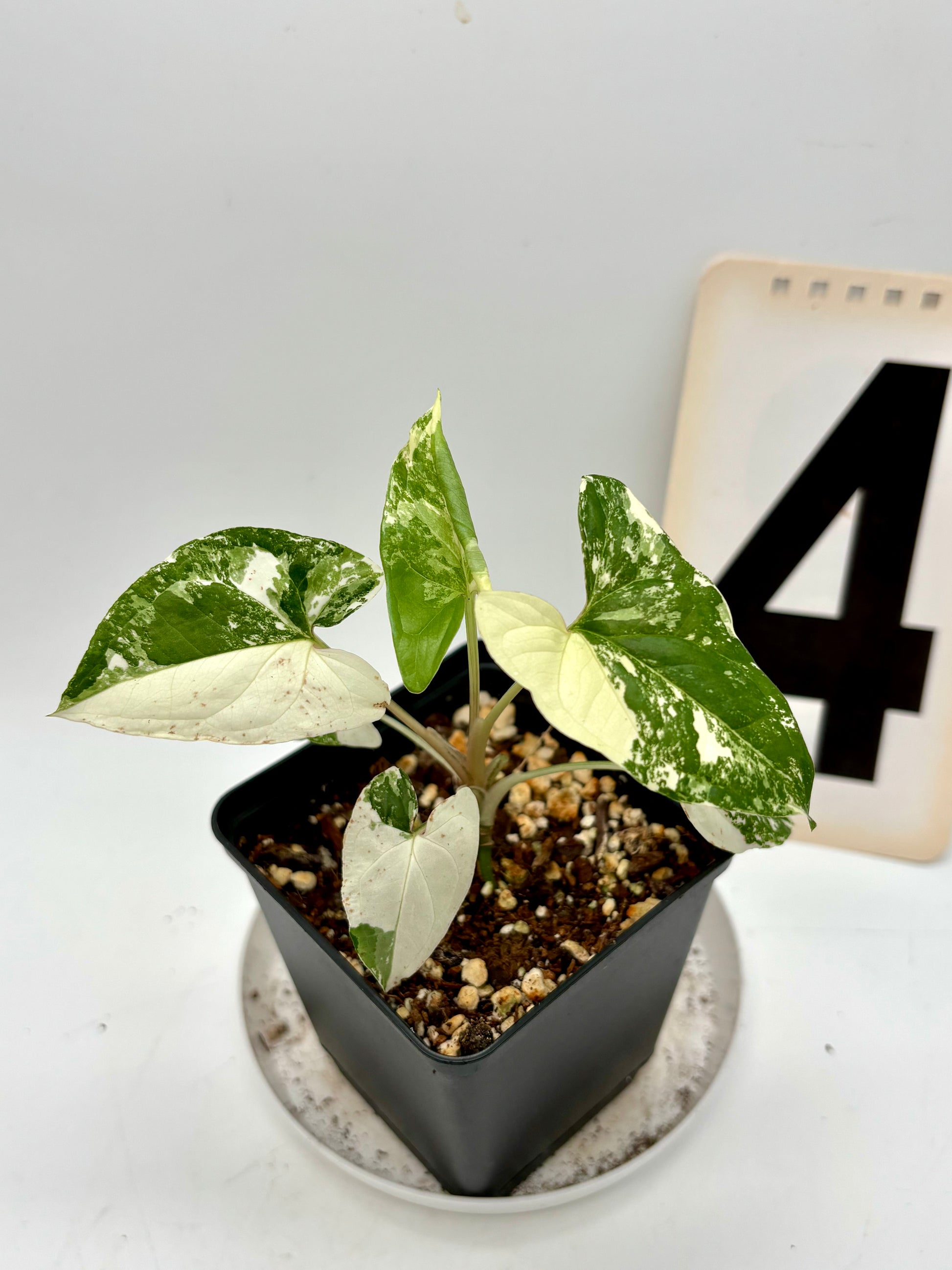 Syngonium Albo Variegata