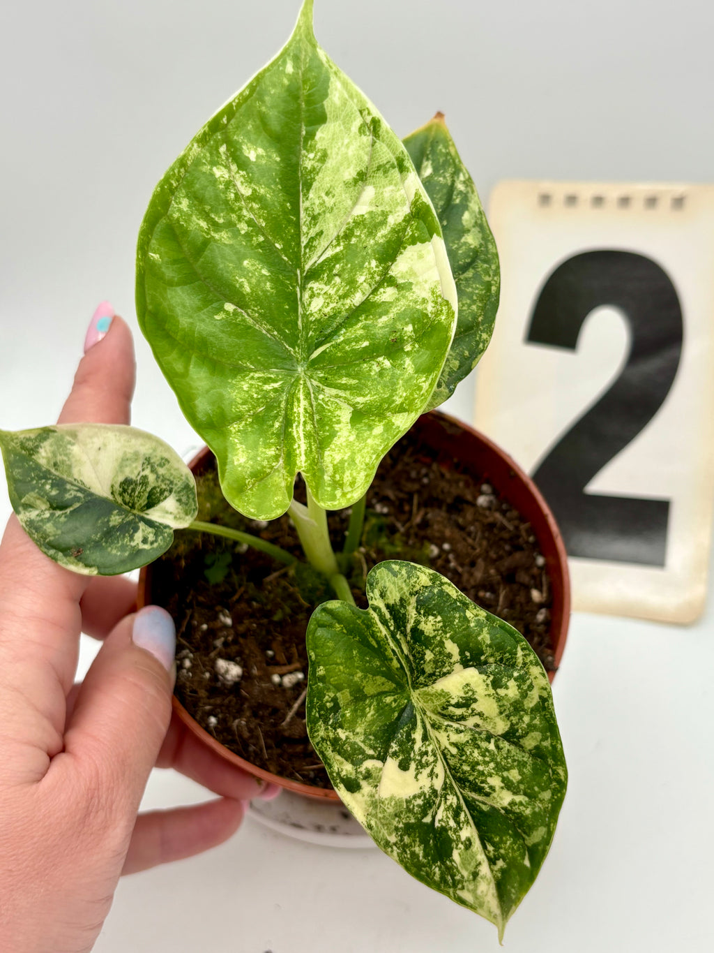 Alocasia Dragon Scale Variegata