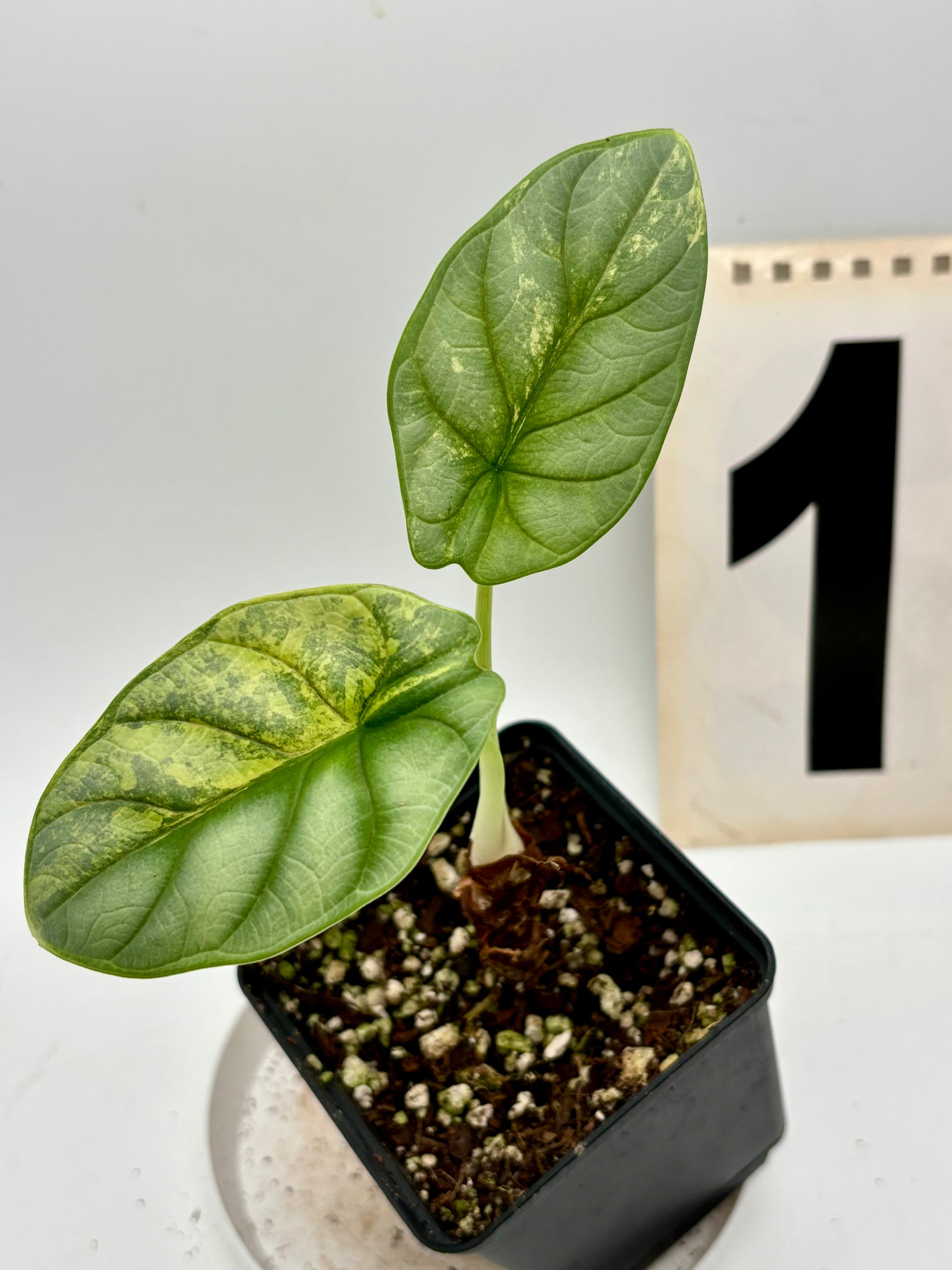 Alocasia Silver Dragon Aurea Variegata - Exotic-Flowers