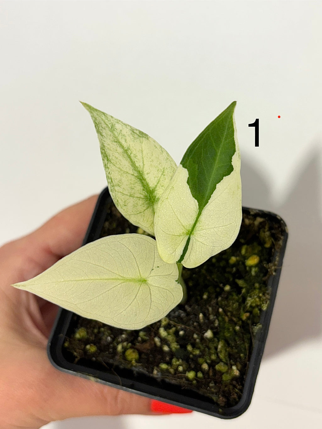 Alocasia Regal Shield Albo Variegata