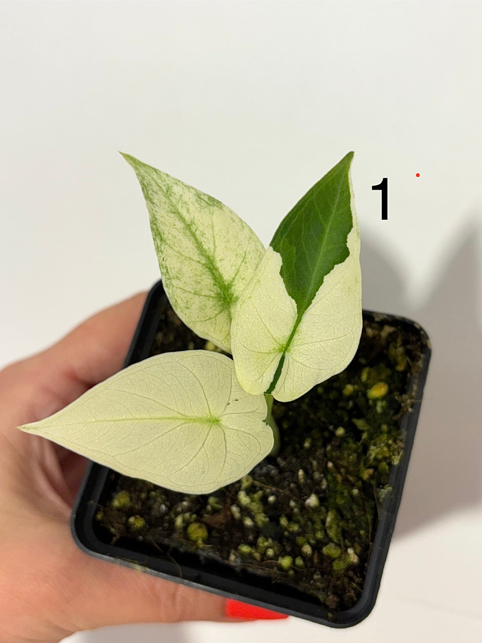 Alocasia Regal Shield Albo Variegata