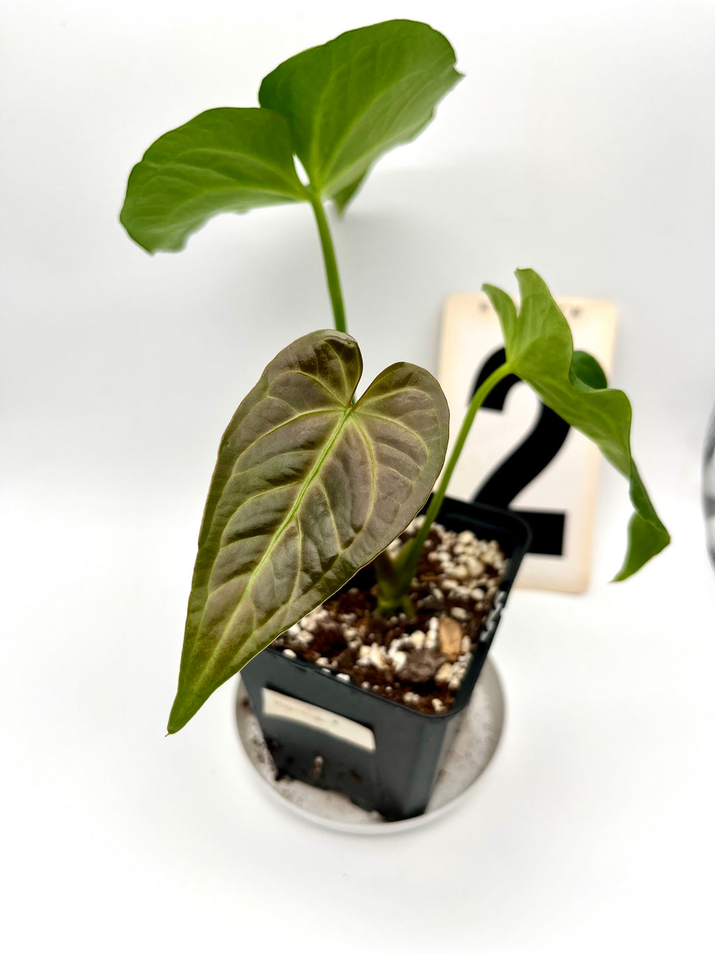 Anthurium Magnificum