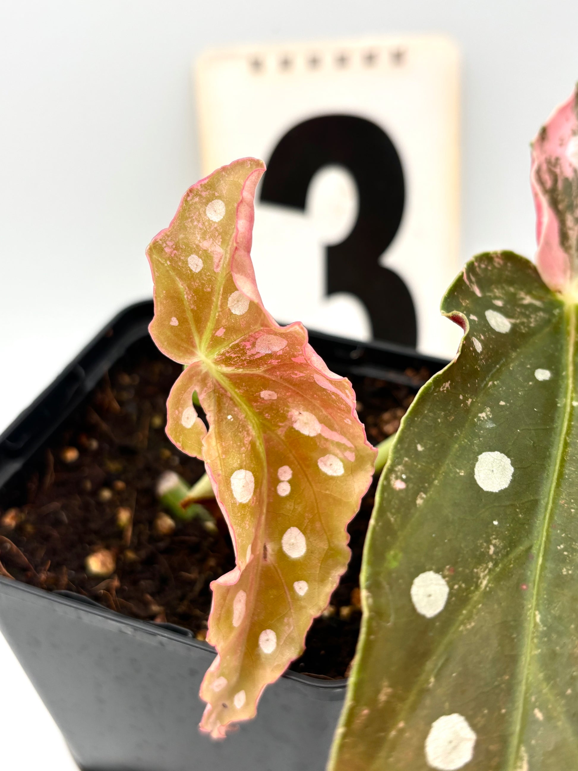 Begonia Maculata Pink Variegata