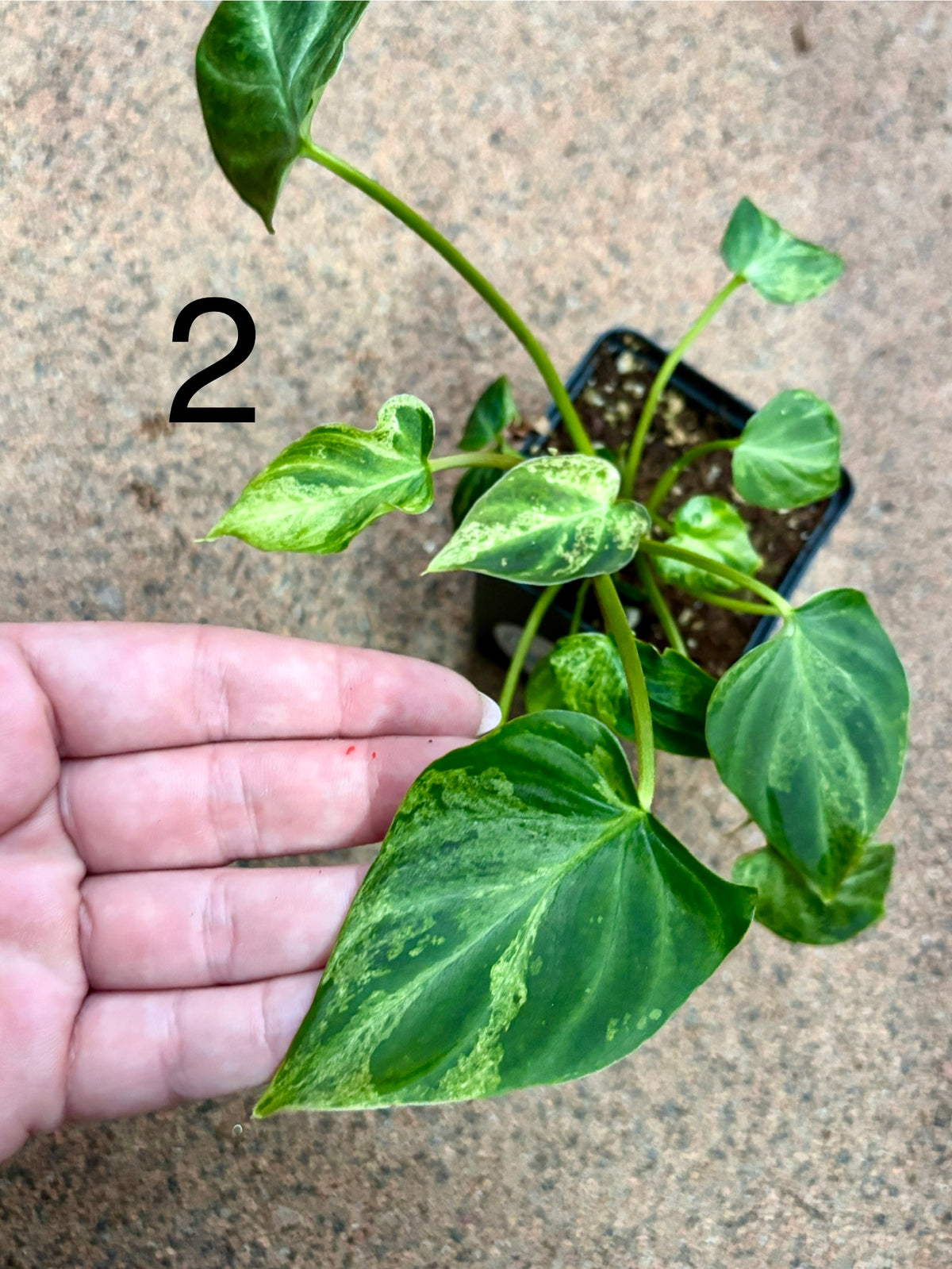 Philodendron Verrucosum Mint Variegata von Exotic-Flowers mit grünen und weißen Blättern, detailreiche Blattform und Textur sichtbar