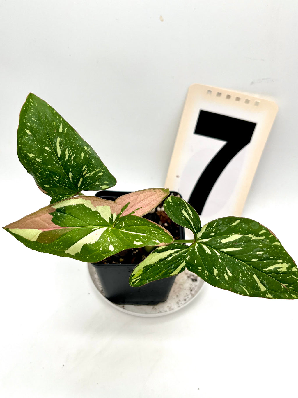 Syngonium Red Spot Tricolor