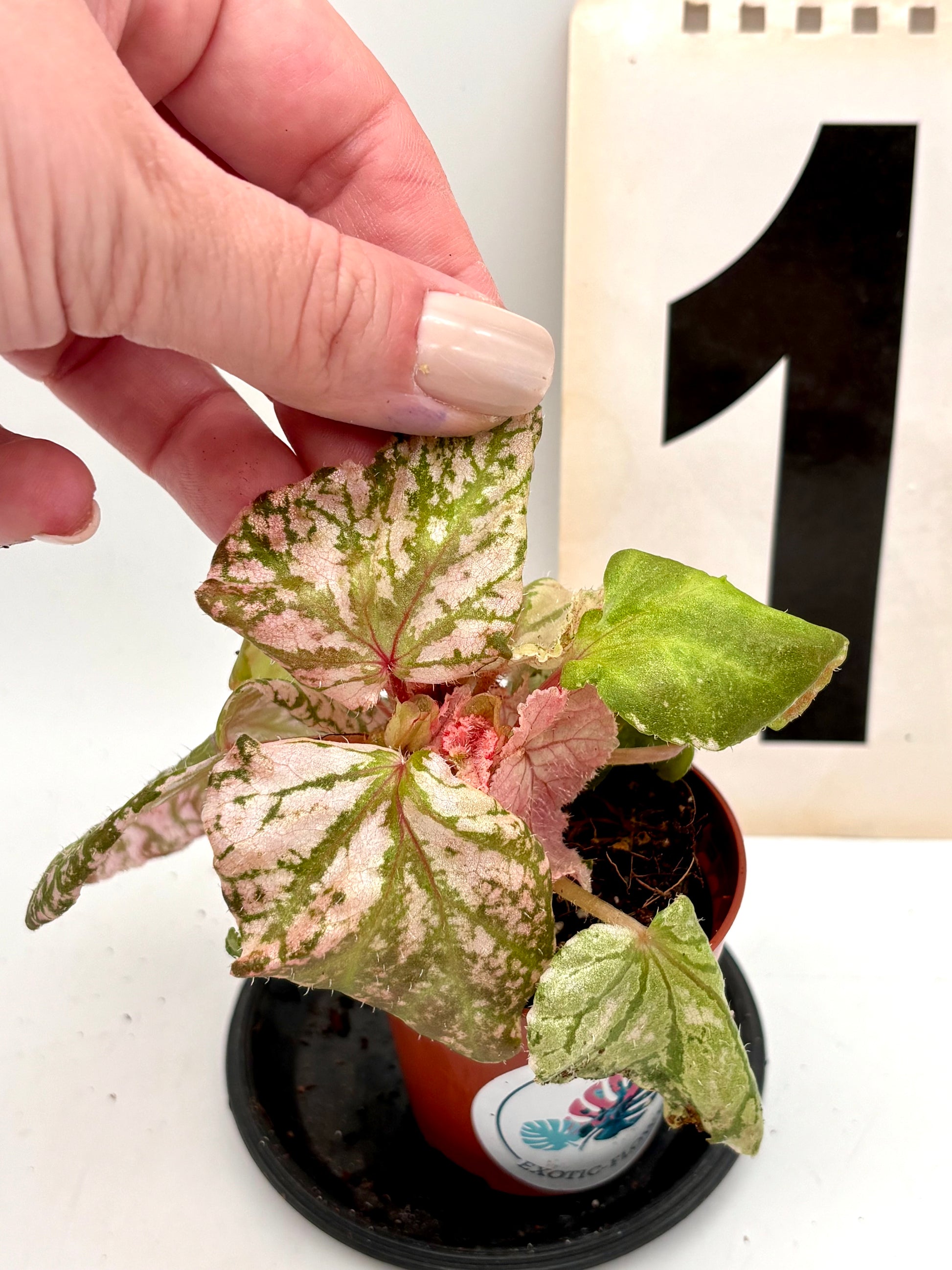 Gelbe Begonie Midnight Sun von Exotic-Flowers mit hellen Blüten und grünen Blättern, Nahaufnahme der Pflanze