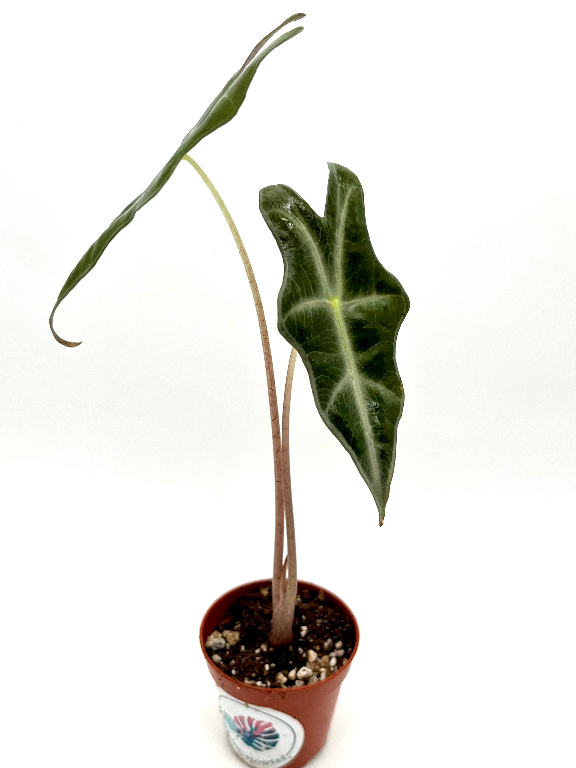 Alocasia Nobilis