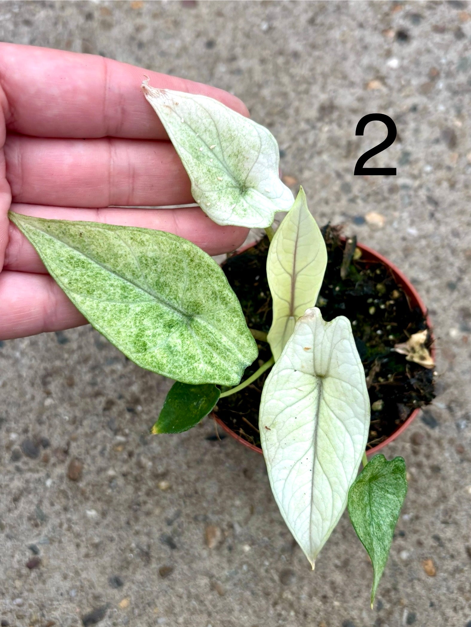Alocasia Scalprum mint Variegata