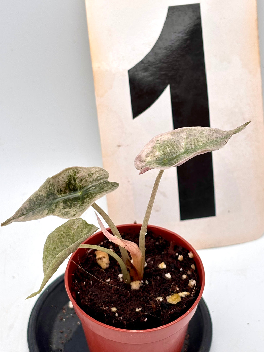 Alocasia Polly Pink Mutation