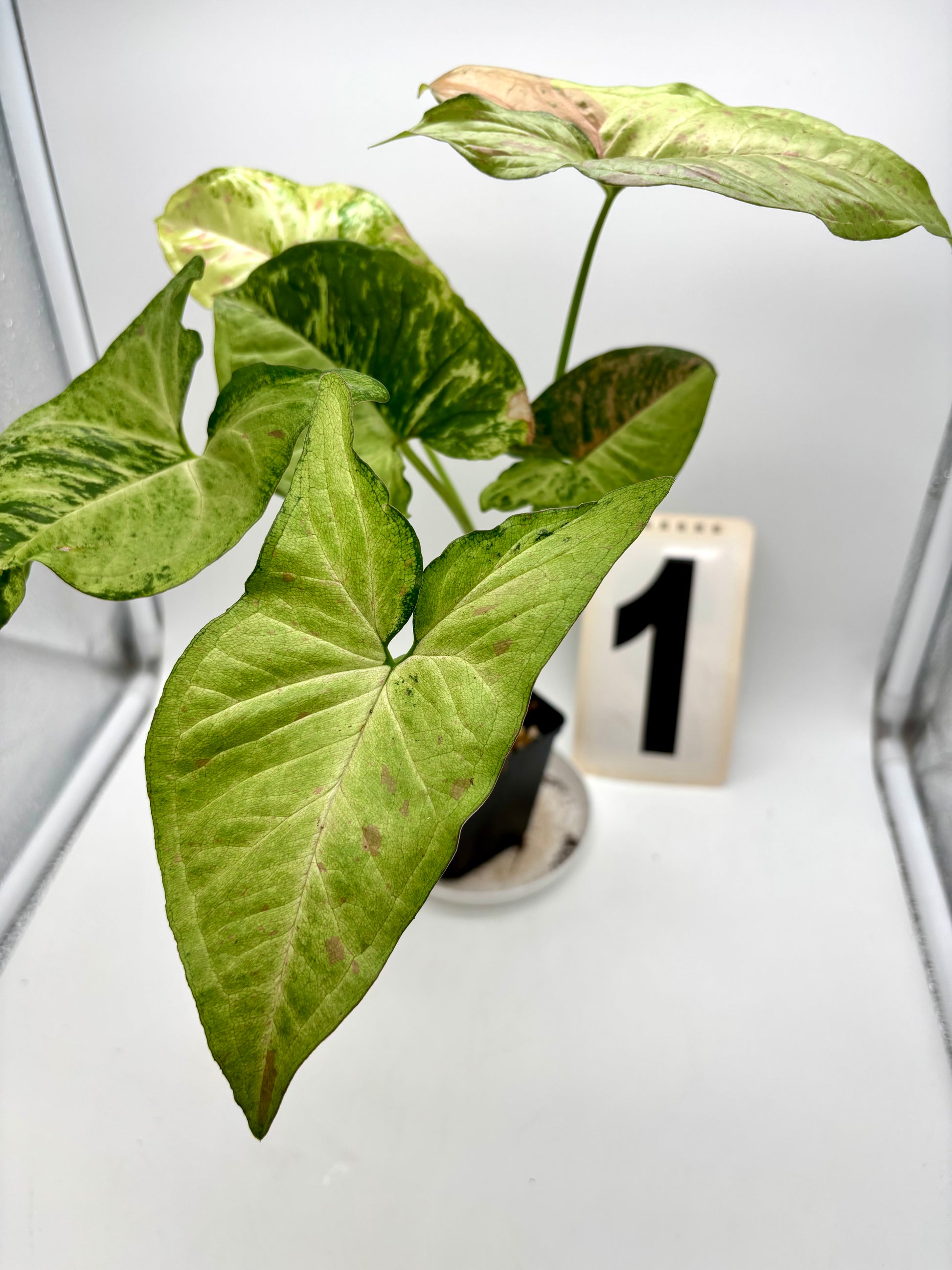Syngonium Confetti Tricolor