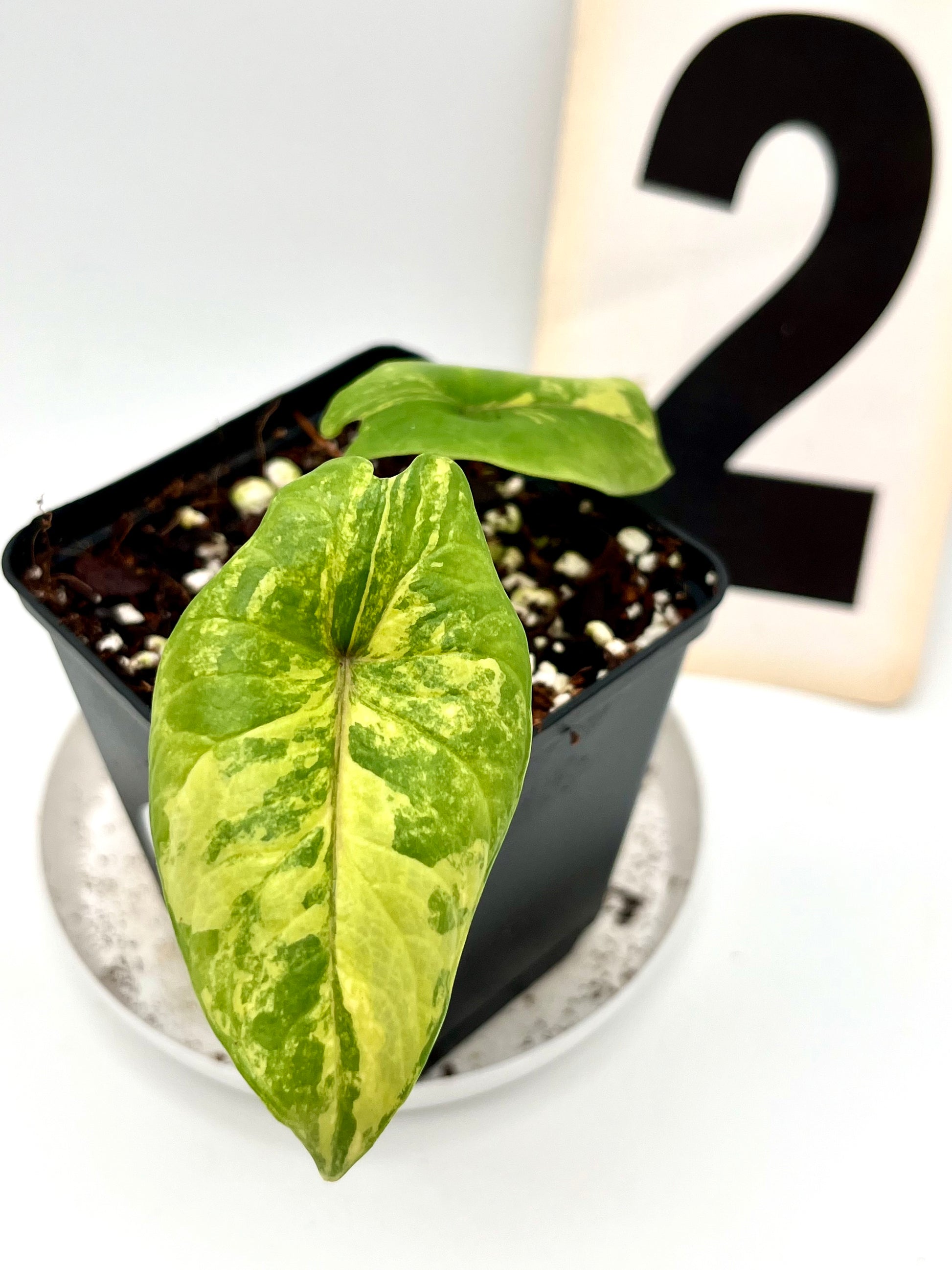 Alocasia Scalprum Variegata