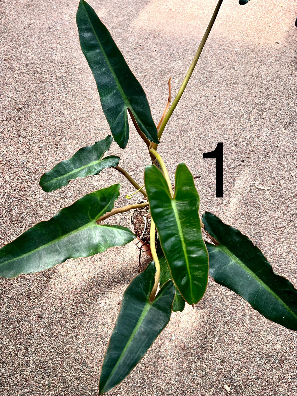 Philodendron Billietiae