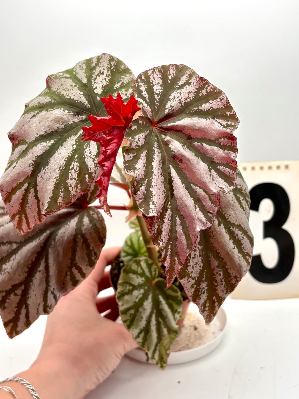 Begonia Looking Glass - Exotic-Flowers