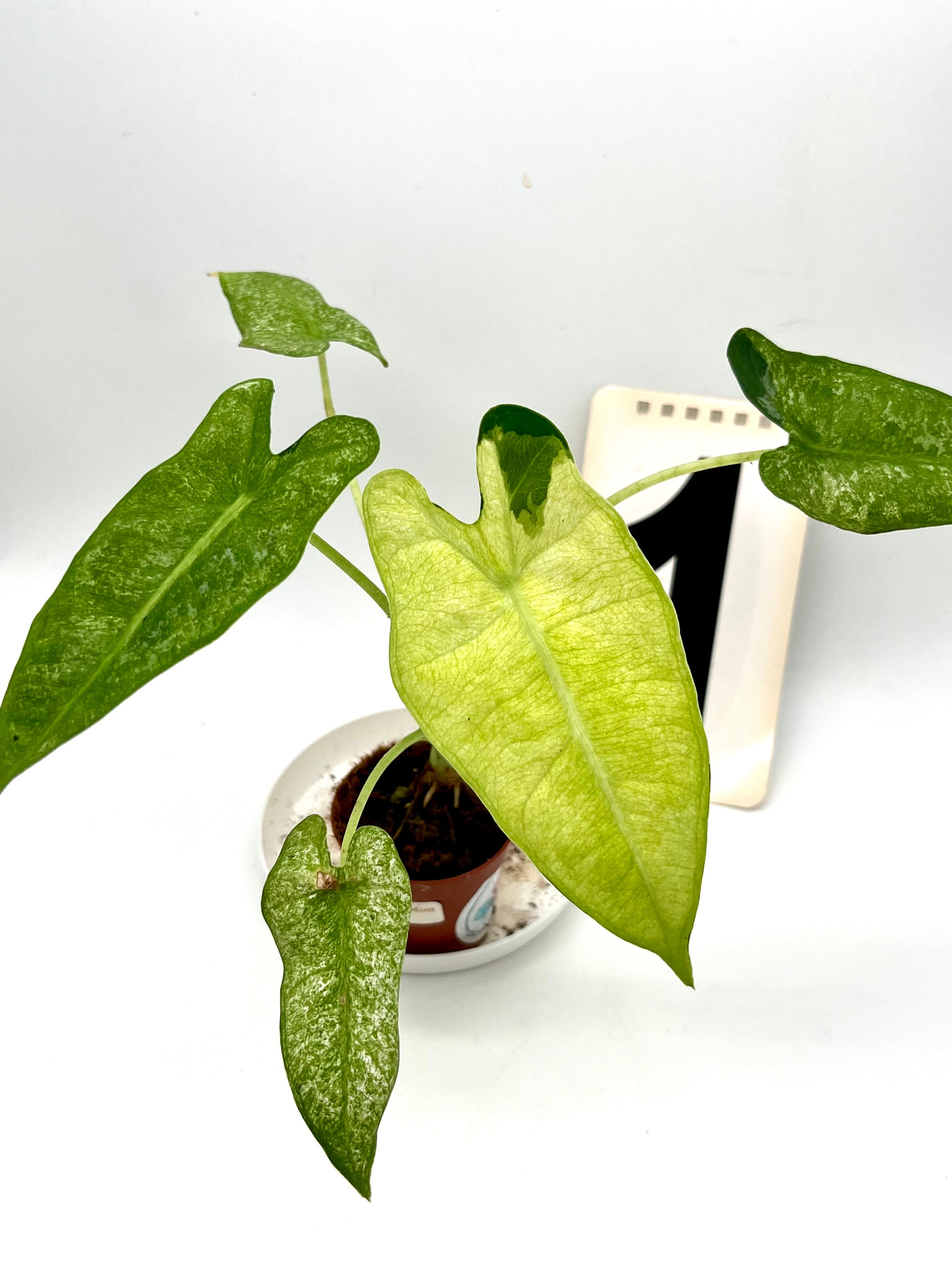 Alocasia Frydek Mint