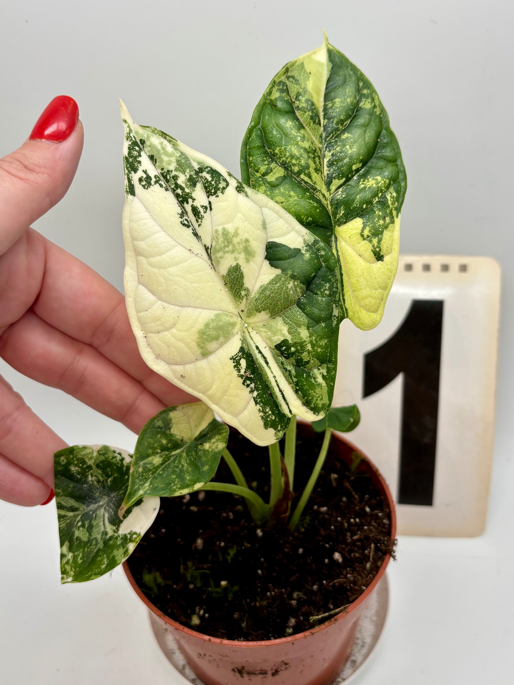 Alocasia Dragon Scale Variegata