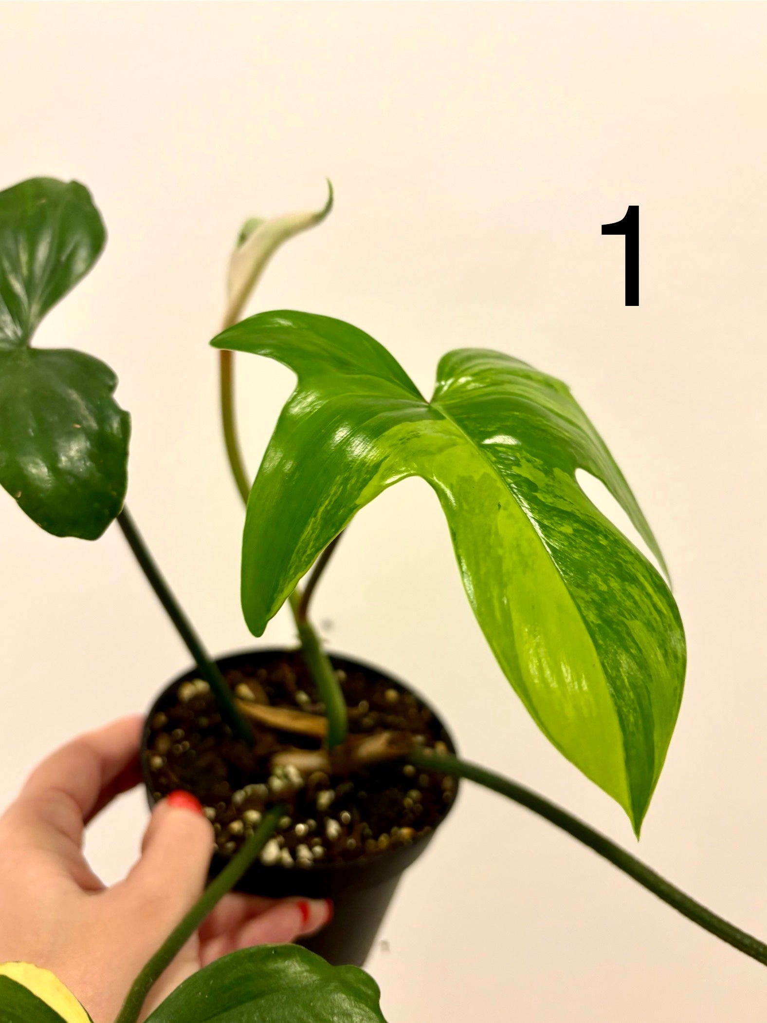 Philodendron Florida Beauty