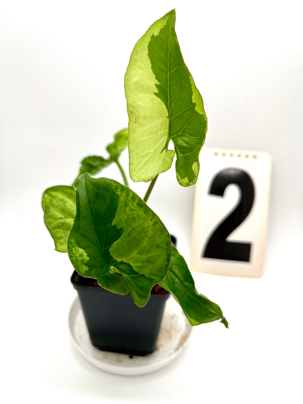 Syngonium Green Beauty