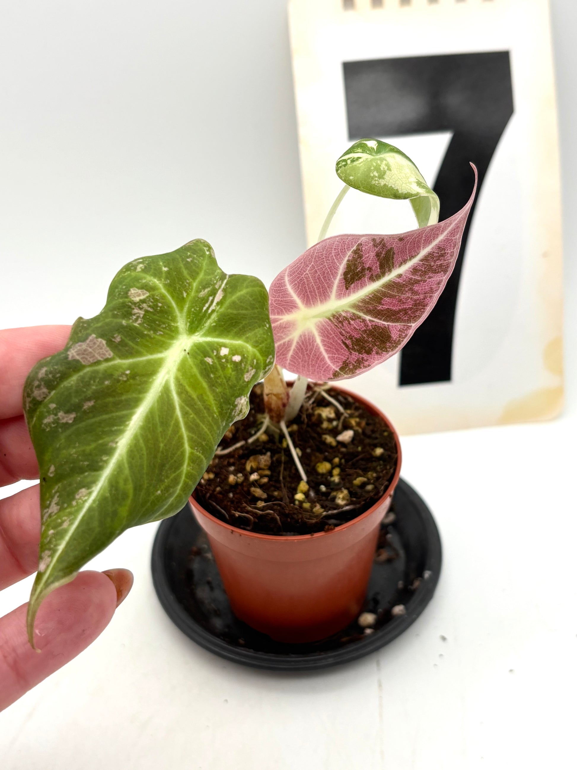 Alocasia Black Velvet Variegata