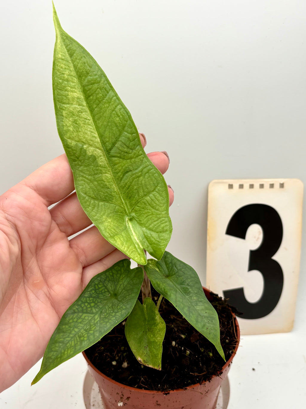 Alocasia Carpet sp Sulawesi Variegata - Exotic-Flowers