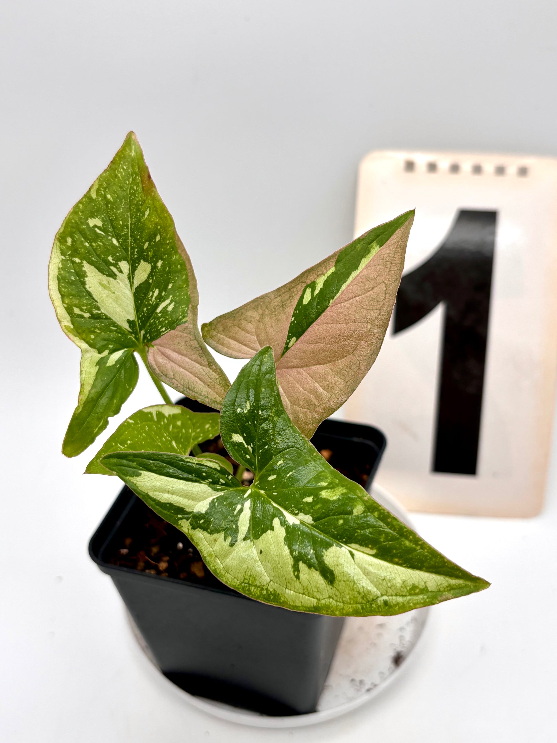 Syngonium Red Spot Tricolor