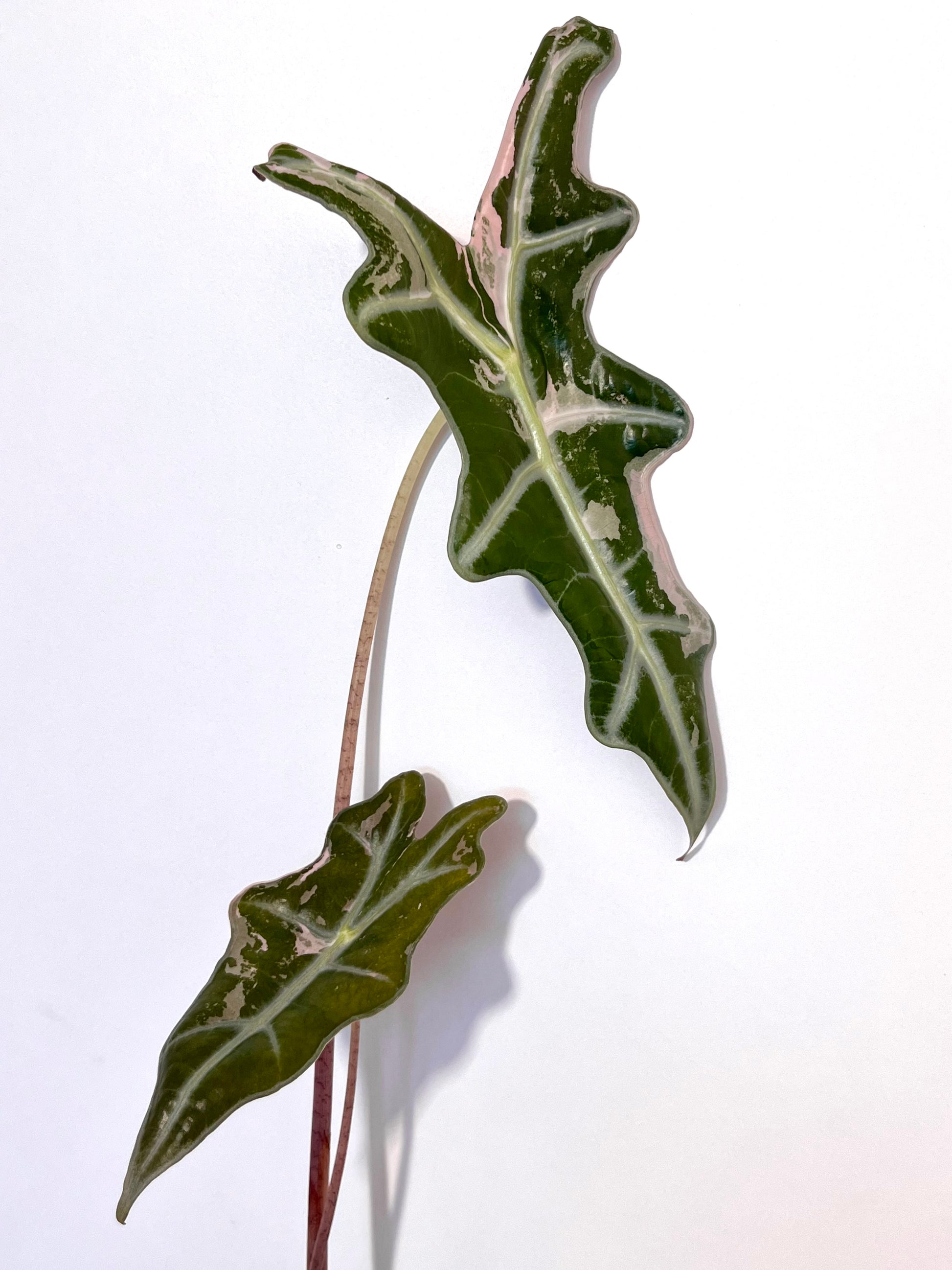 Alocasia Nobilis Variegata