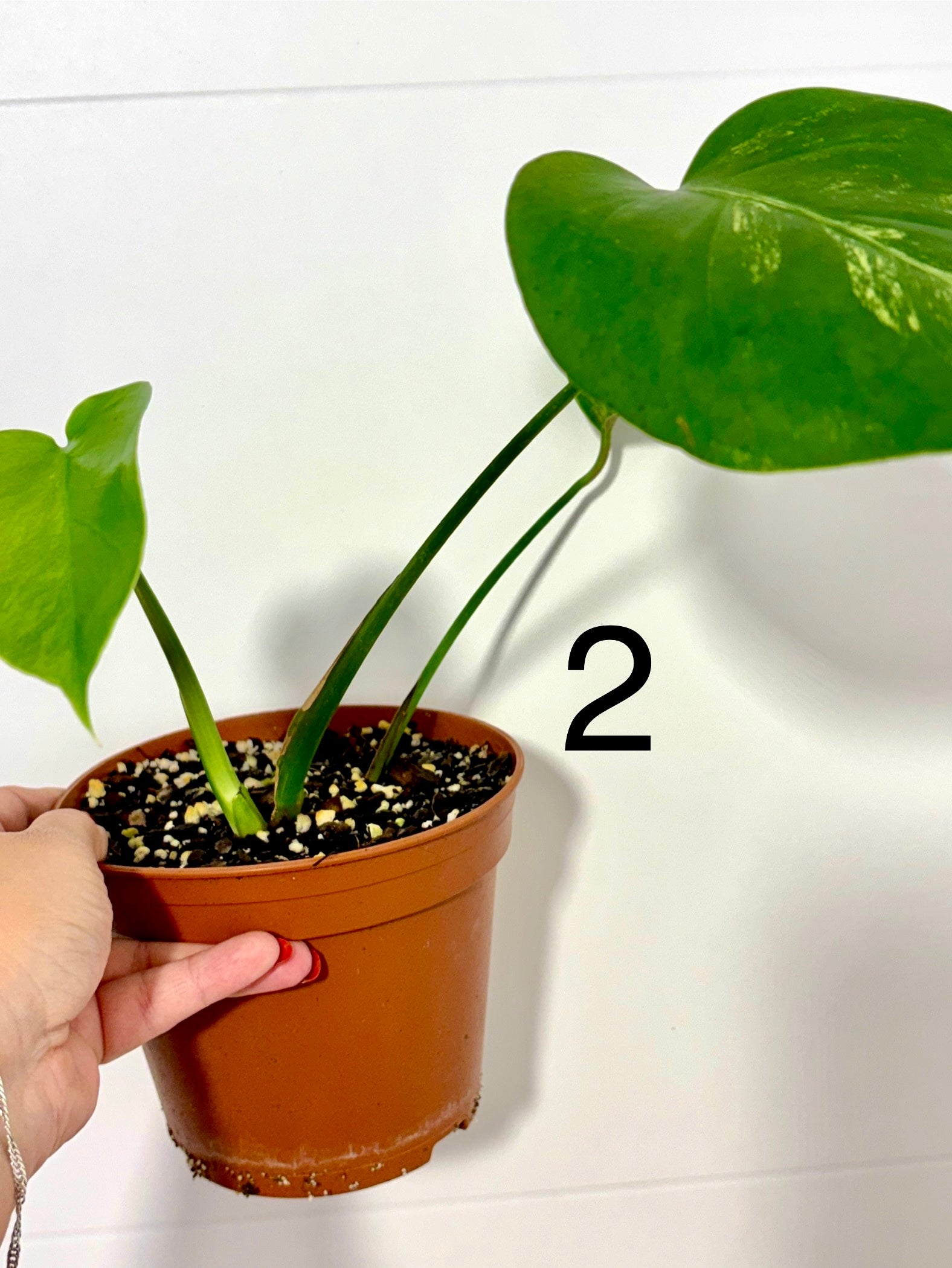 Monstera Aurea Variegata