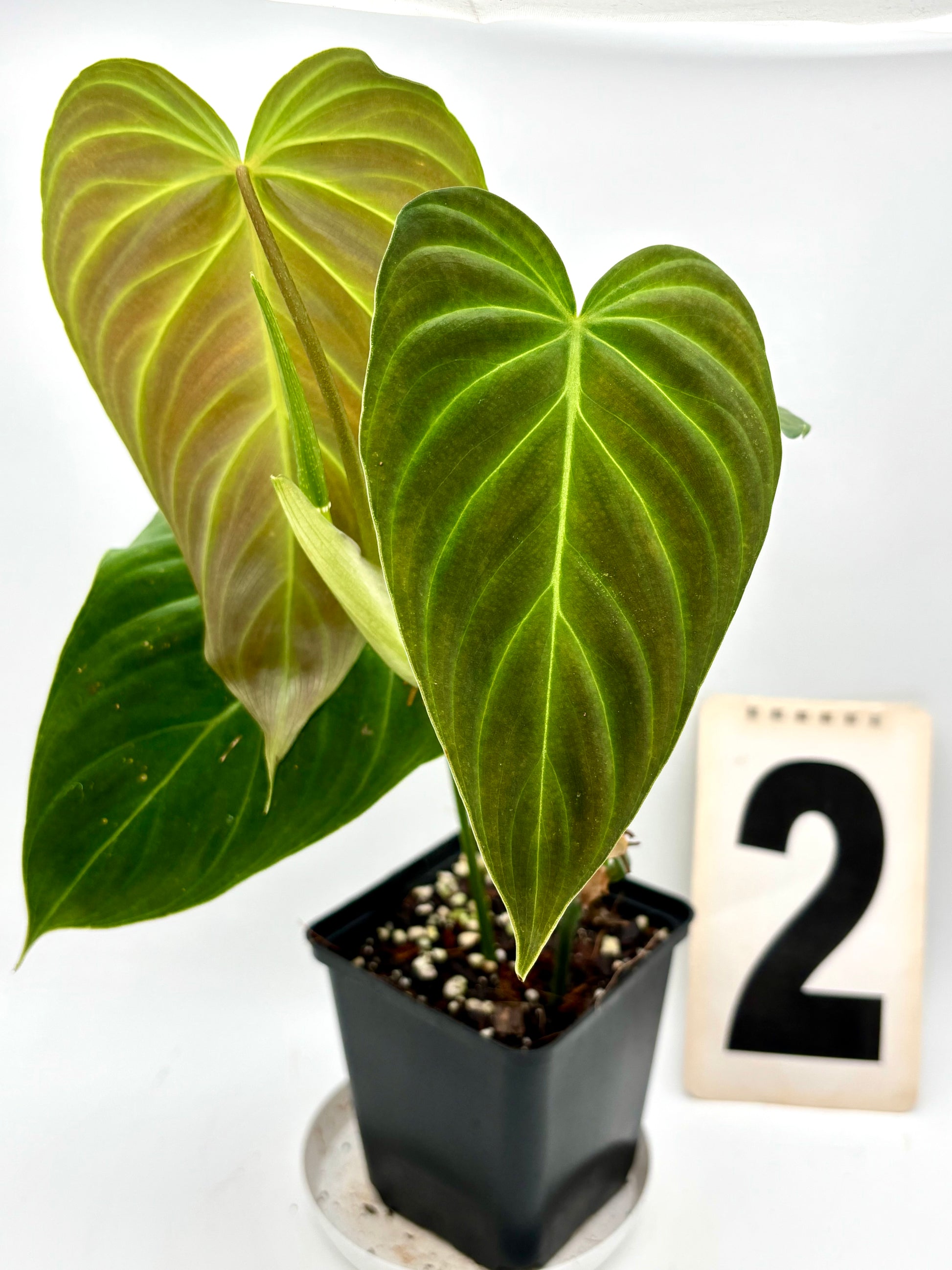 Grüner Philodendron Splendid Pflanze mit großen, herzförmigen Blättern, im Topf, auf einer stilvollen Holzoberfläche.