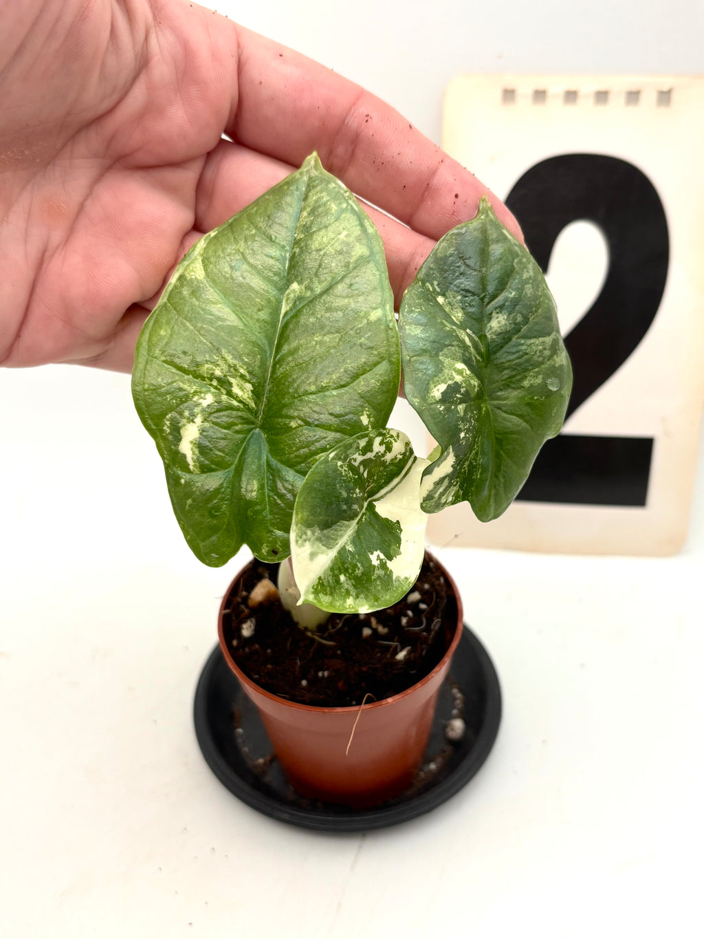 Alocasia Platinum Albo Variegata