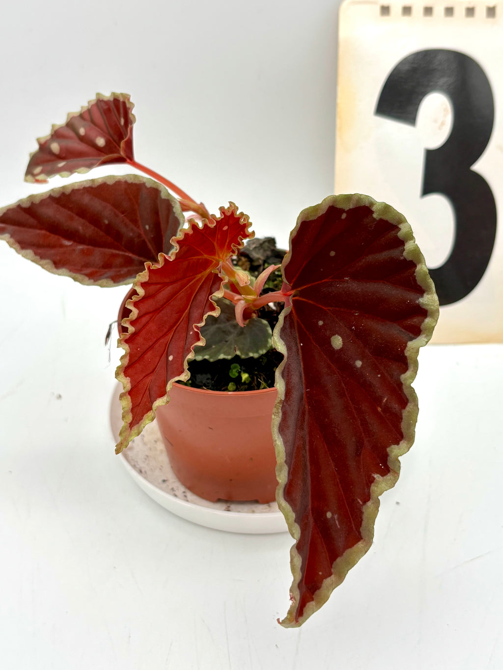 Begonia darthvaderiana ‘Green Spots’ - Exotic-Flowers