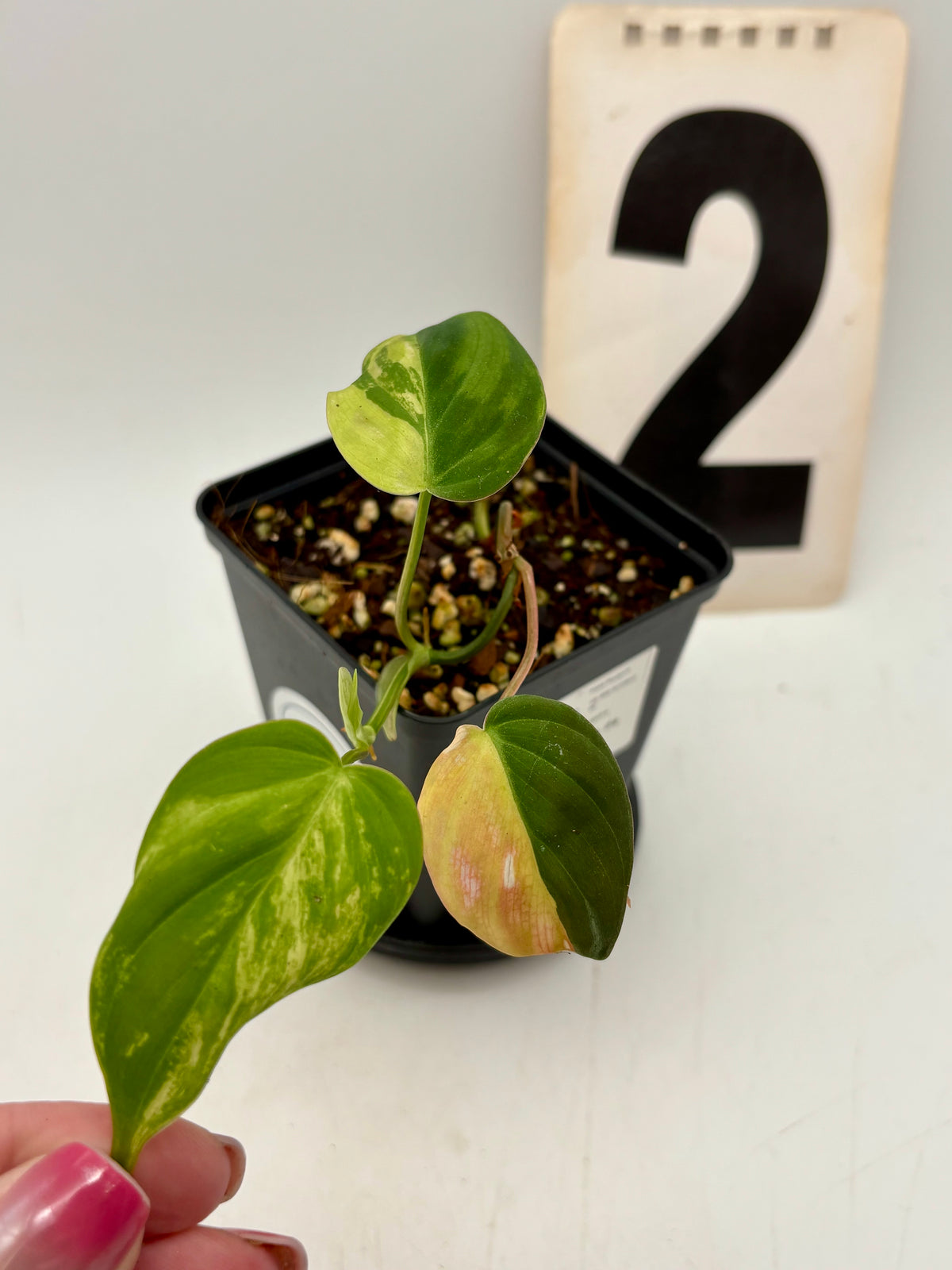 Philodendron Micans Variegata
