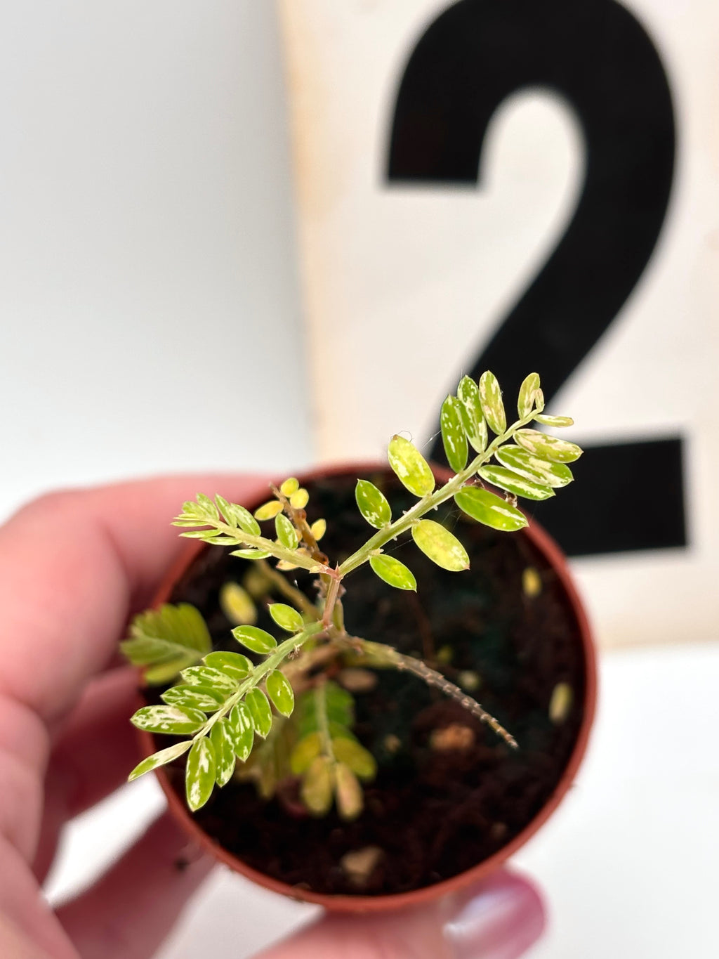Exotische Phyllanthus Urinaria Pink Variegata Pflanze mit pink-gesprenkelten Blättern, lebendig und gesund, auf Bild sichtbar