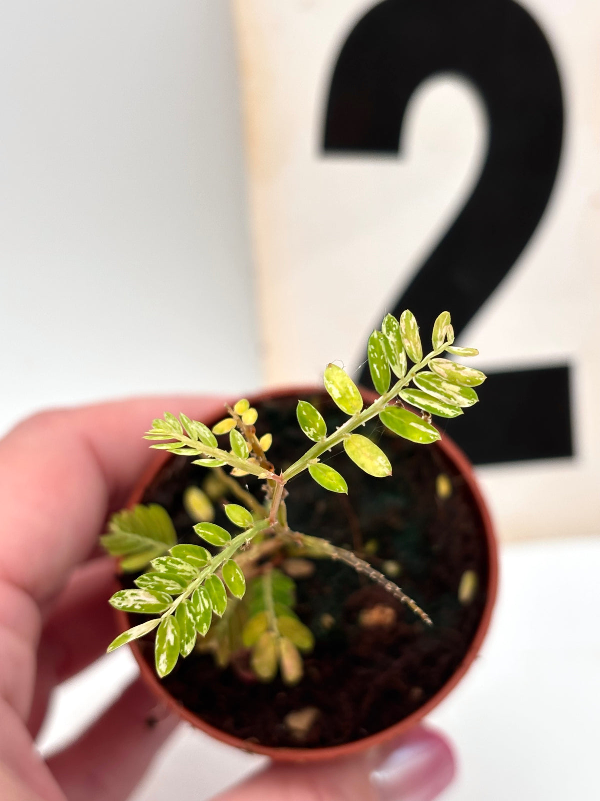 Exotische Phyllanthus Urinaria Pink Variegata Pflanze mit pink-gesprenkelten Blättern, lebendig und gesund, auf Bild sichtbar