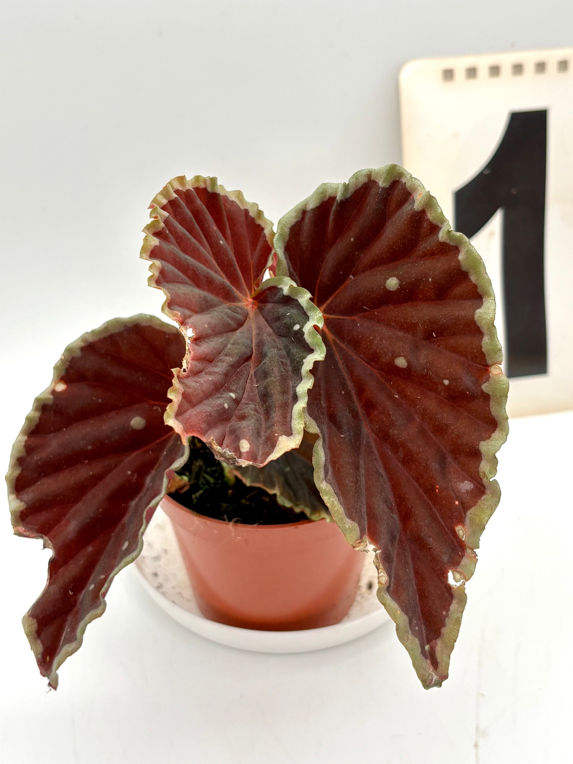 Begonia darthvaderiana ‘Green Spots’ - Exotic-Flowers