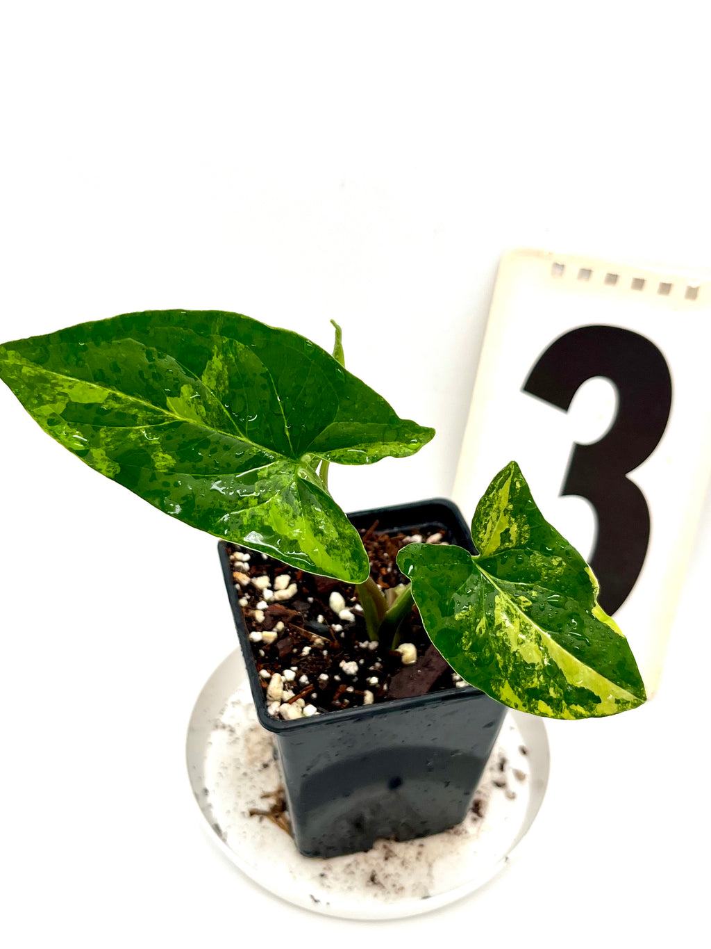 Syngonium Aurea