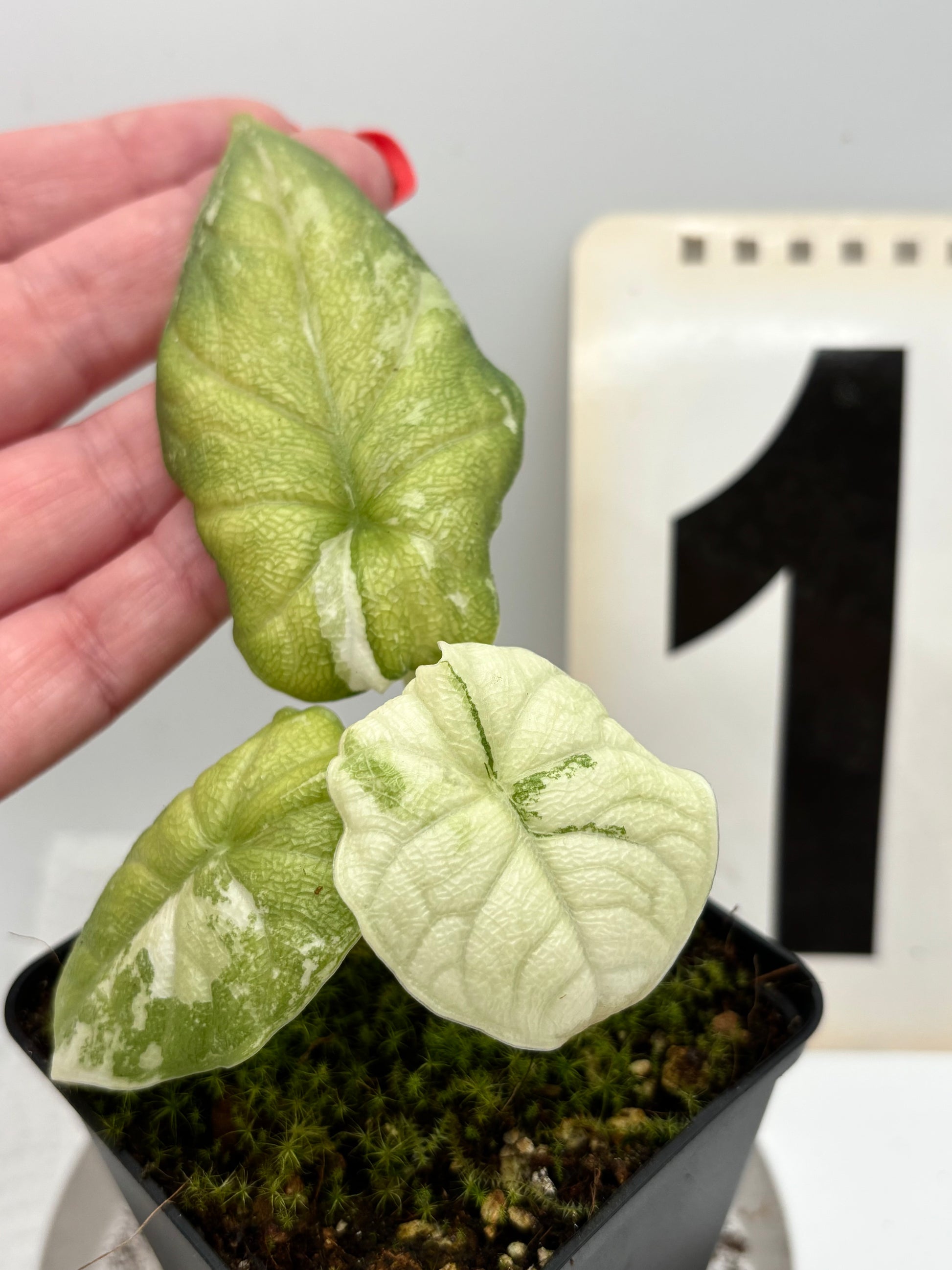 Alocasia Melo Albo Variegata