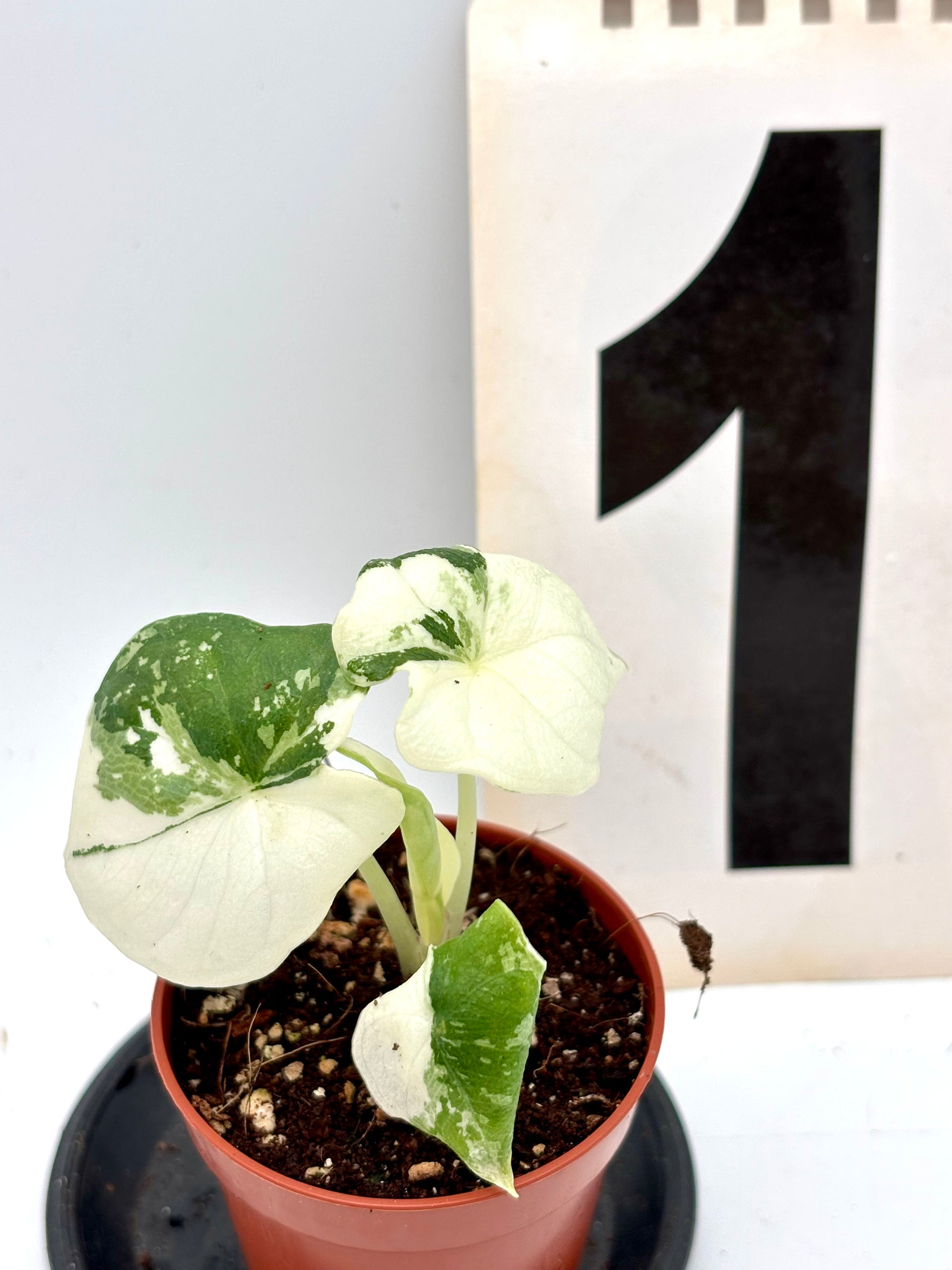 Alocasia Melo Albo Variegata Pflanze mit großen grünen und weißen, variegierten Blättern, im Blumentopf, von Exotic-Flowers.