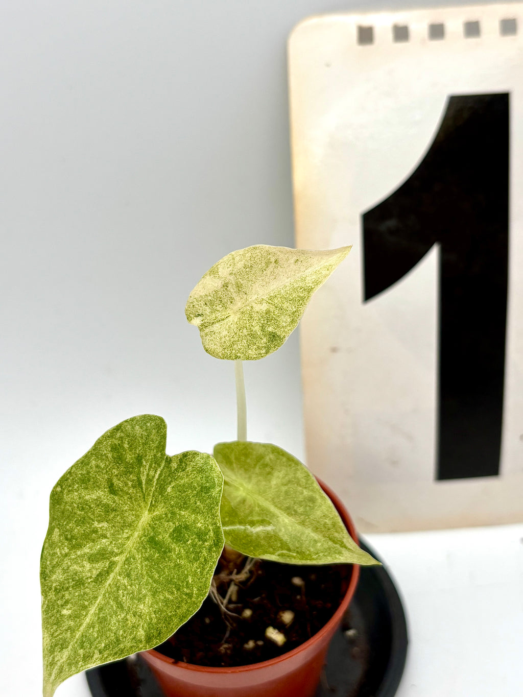 Alocasia Golden Bone Pink Mint Variegata
