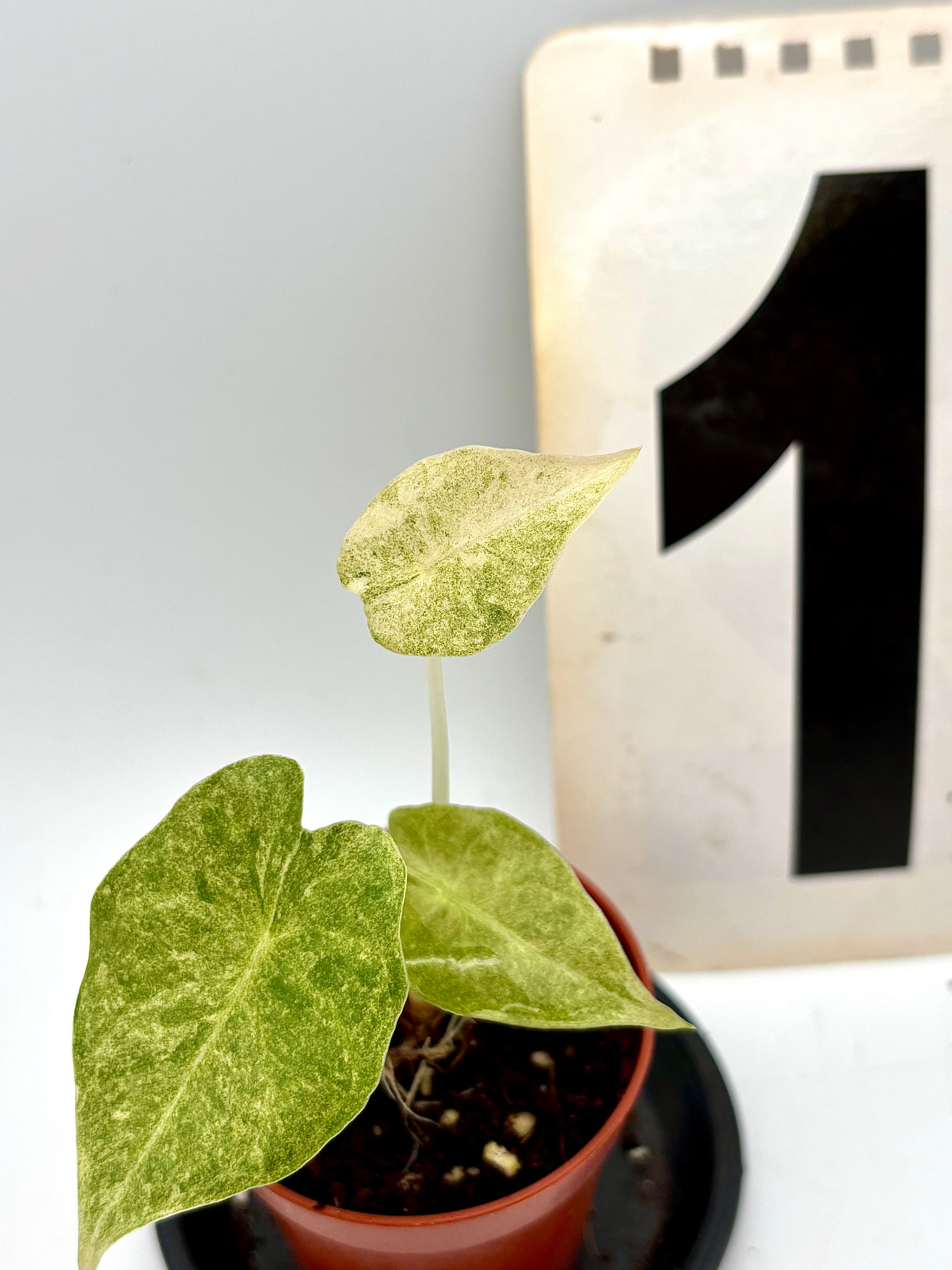 Alocasia Golden Bone Pink Mint Variegata